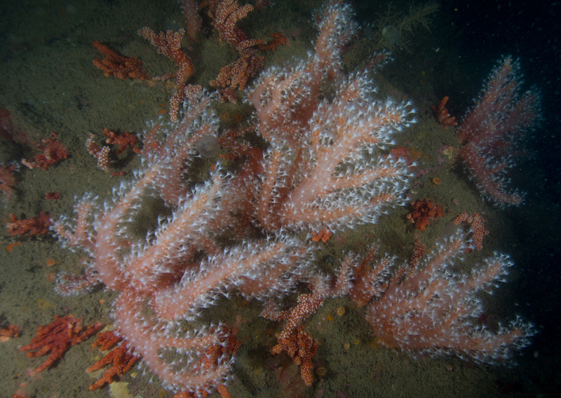 Alcyonium glomeratum - Corals (Anthozoa)