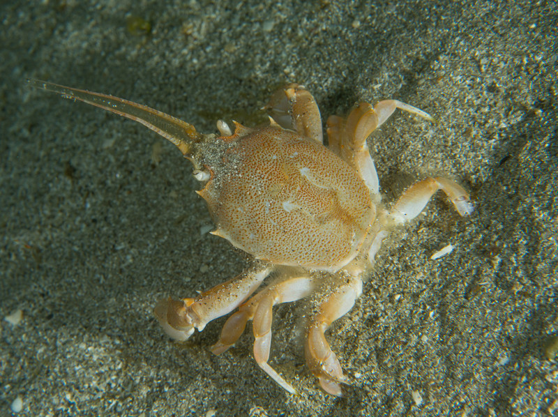 Corystes cassivelaunus - Crabs, Lobsters, Shrimps & Prawns etc (Crustacea)