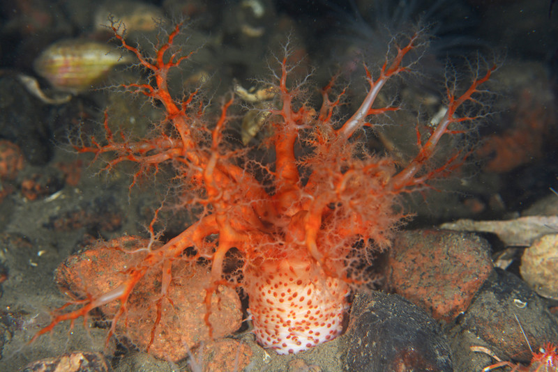 Psolus phantapus - Sea Cucumbers (Echinodermata)