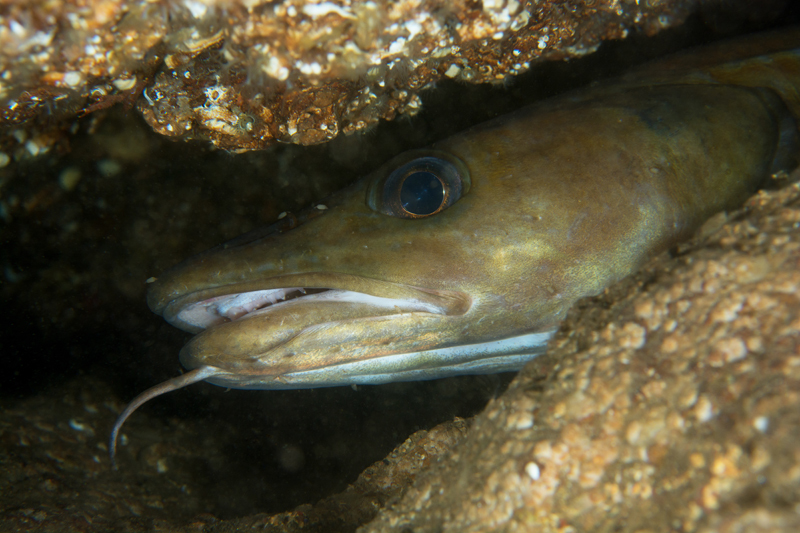 Molva molva - Fishes – bony and cartilagous (Pisces)