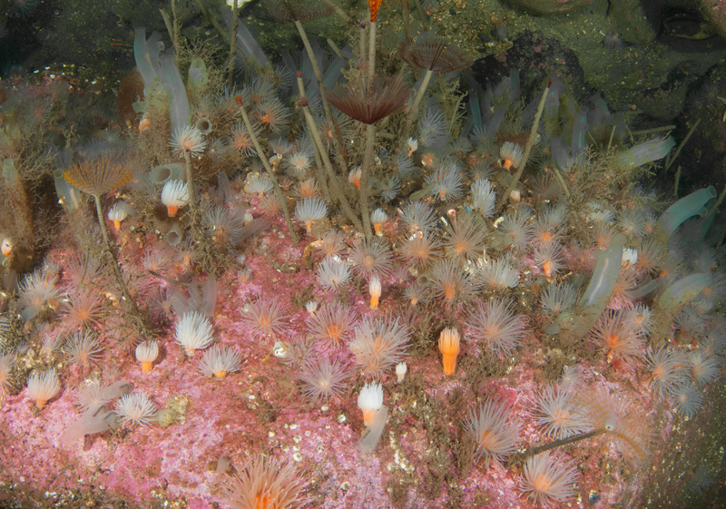 Scottish sea loch - Habitat Scenes