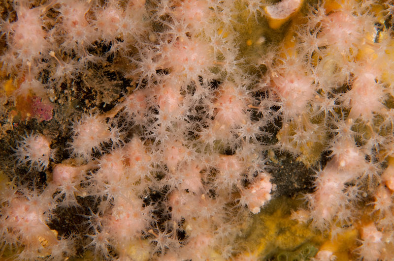 Alcyonium hibernicum - Corals (Anthozoa)