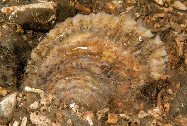 Ostrea edulis - Sea Snails, Bivalves & Lamp Shells (Mollusca etc)