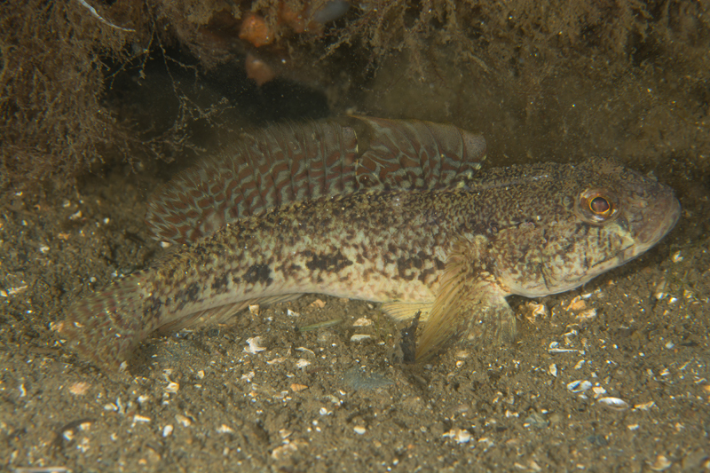 Gobius niger - Fishes – bony and cartilagous (Pisces)