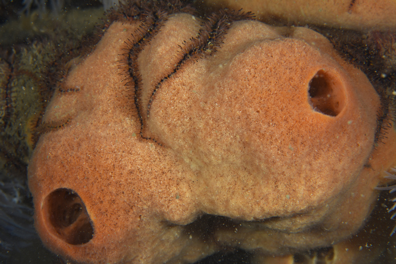 Suberites ficus - Sponges (Porifera)