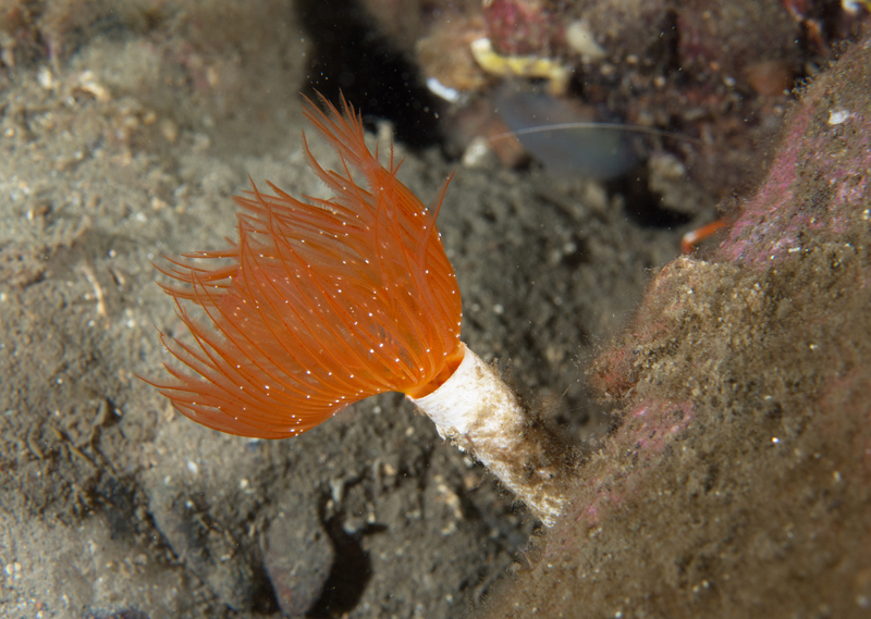 Protula tubularia - Worms (from various groups)