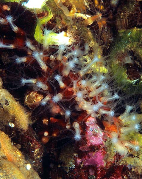 Sarcodictyon sp. - Corals (Anthozoa)