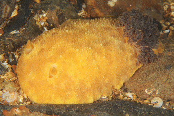 Archidoris pseudoargus - Sea Slugs & Sea Hares (Nudibranchs etc)