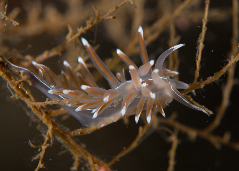 Fjordia sp. - Sea Slugs & Sea Hares (Nudibranchs etc)