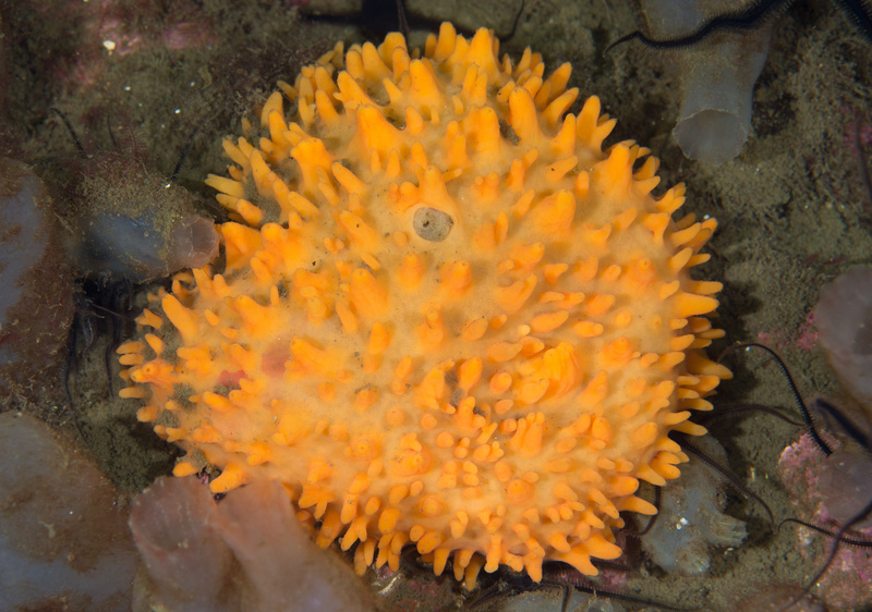 Polymastia boletiformis - Sponges (Porifera)