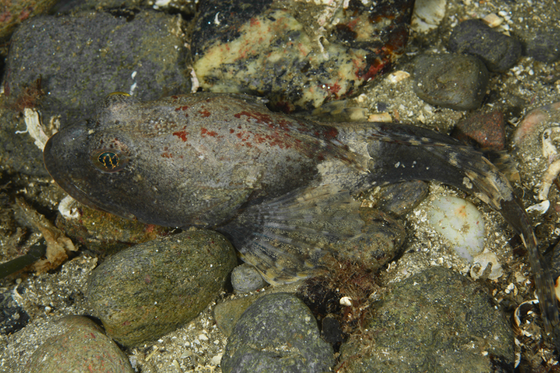 Myoxocephalus scorpius - Fishes – bony and cartilagous (Pisces)