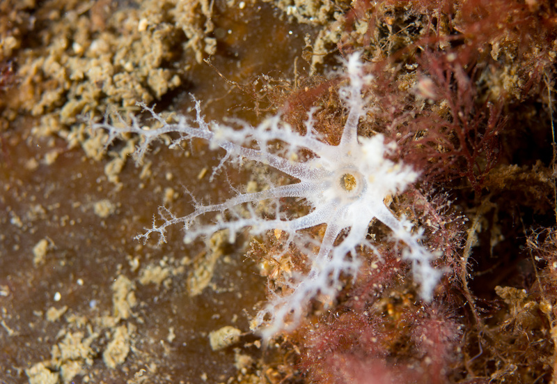 Leptopentacta elongata TBC - Sea Cucumbers (Echinodermata)