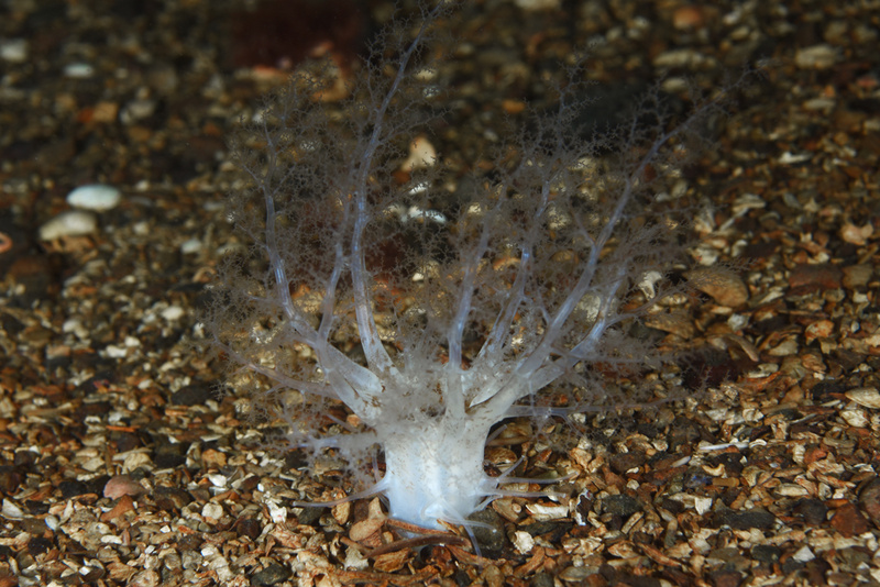 Neopentadactyla mixta - Sea Cucumbers (Echinodermata)
