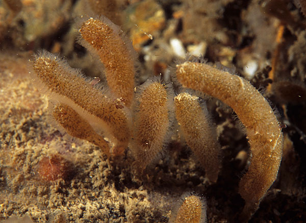 Alcyonidium diaphanum - Sea Mats (Bryozoa)