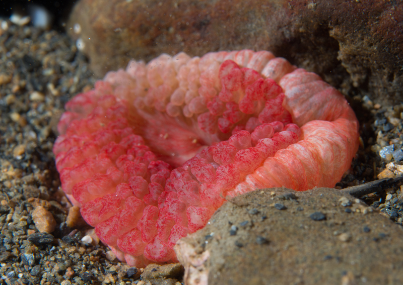 Capnea sanguinea - Anemones (Anthozoa)