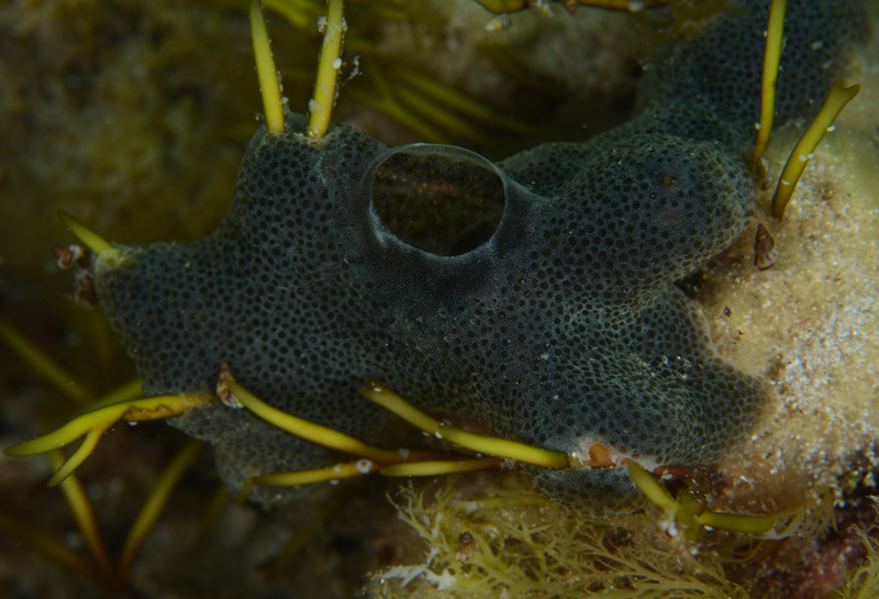 Diplosoma listerianum - Sea Squirts (Tunicata)