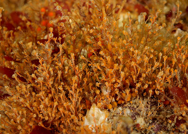 Sarsia eximia - Sea Firs (Hydrozoa)