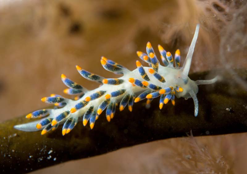 Trinchesia cuanensis - Sea Slugs & Sea Hares (Nudibranchs etc)