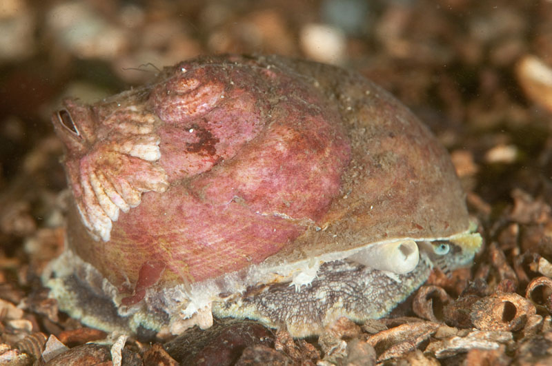 Gibbula magus - Sea Snails, Bivalves & Lamp Shells (Mollusca etc)
