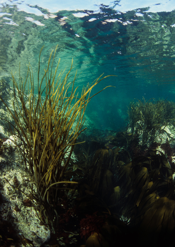 Shallow rocky shore