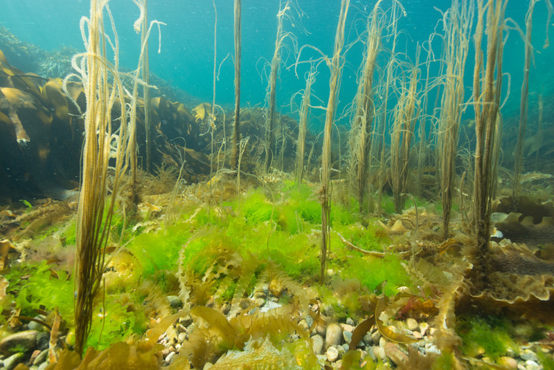 Shallow area with thong weed - Habitat Scenes