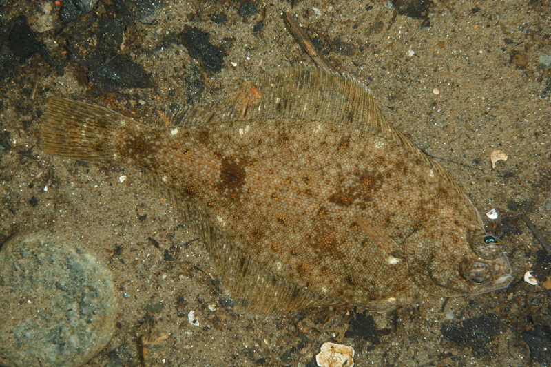 Limanda limanda - Fishes – bony and cartilagous (Pisces)
