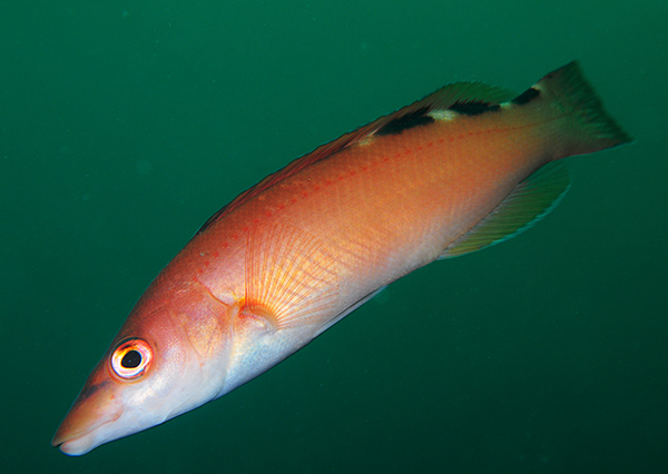 Labrus mixtus - Fishes – bony and cartilagous (Pisces)