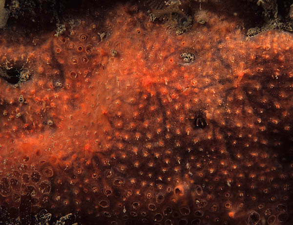 Phorbas fictitius - Sponges (Porifera)