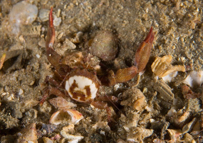 Pisidia longicornis - Crabs, Lobsters, Shrimps & Prawns etc (Crustacea)