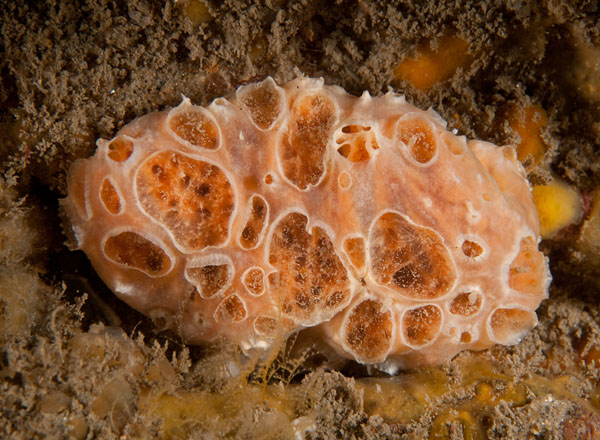 Hemimycale columella - Sponges (Porifera)
