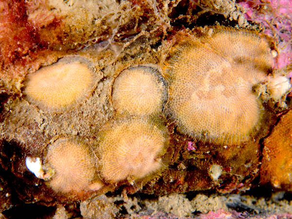 Escharoides coccinea - Sea Mats (Bryozoa)