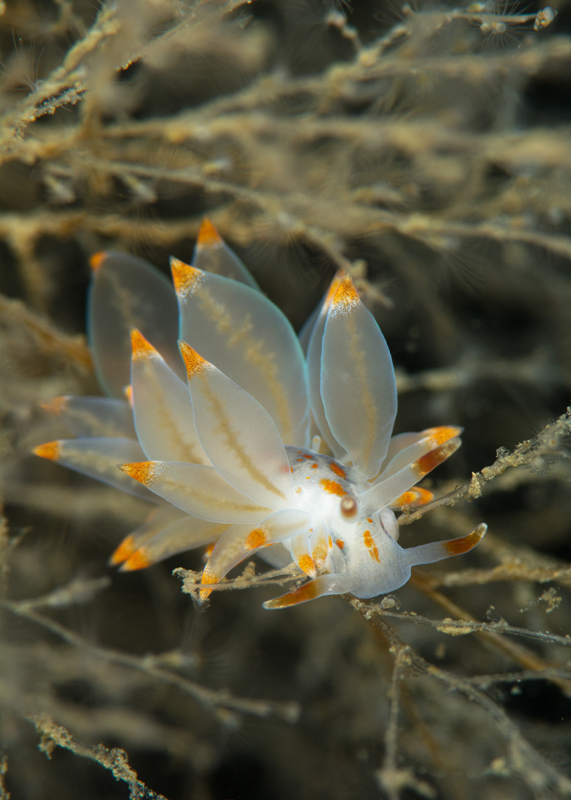 Amphorina andra - Sea Slugs & Sea Hares (Nudibranchs etc)