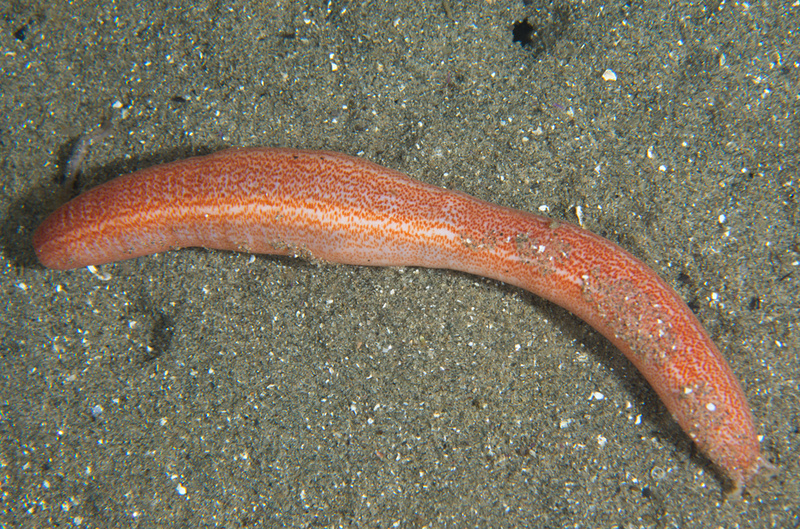 Oestergrenia digitata - Sea Cucumbers (Echinodermata)