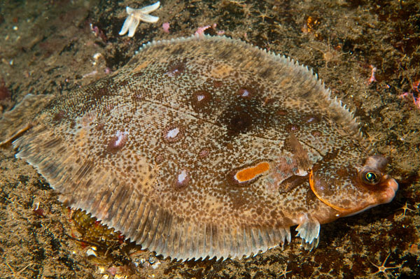 Microstomus kitt - Fishes – bony and cartilagous (Pisces)