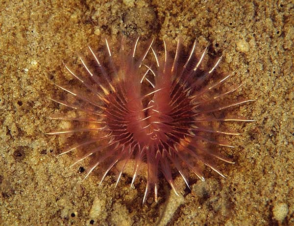 Chone infundibuliformis - Worms (from various groups)