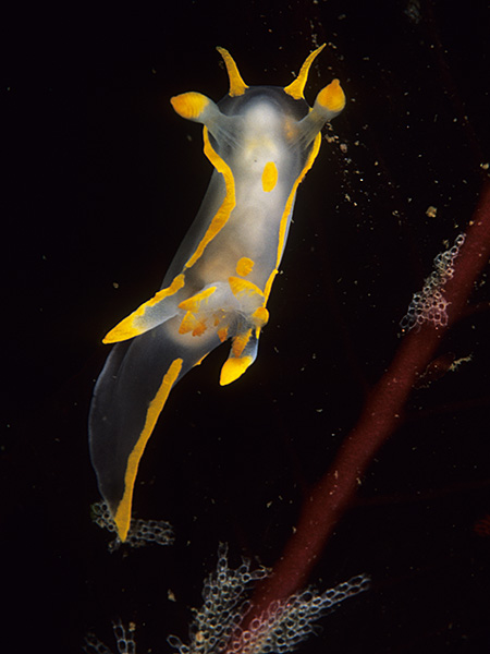 Polycera quadrilineata - Sea Slugs & Sea Hares (Nudibranchs etc)