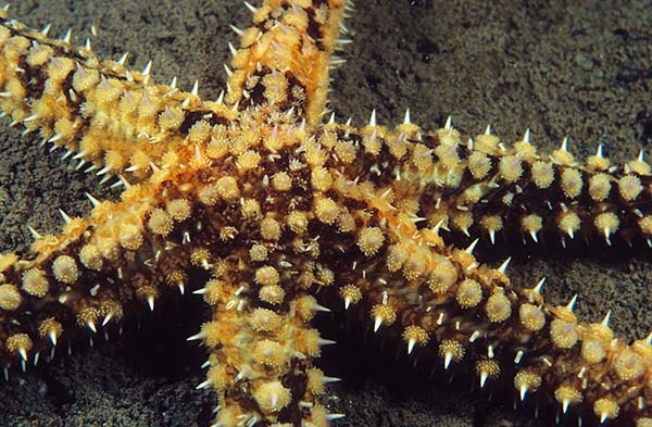 Marthasterias glacialis - Starfish (Echinodermata)