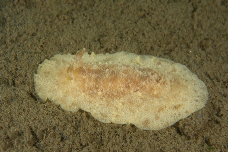 Archidoris pseudoargus - Sea Slugs & Sea Hares (Nudibranchs etc)