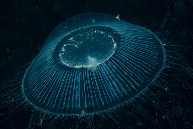 Aequorea forskalea - Jellyfish and 'jelly-like' animals
