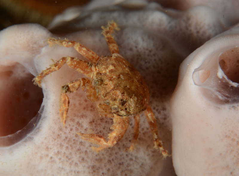 Pisidia longicornis (possibly juvenile) - Crabs, Lobsters, Shrimps & Prawns etc (Crustacea)