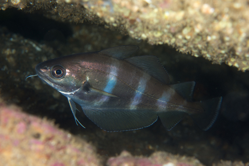 Trisopterus luscus - Fishes – bony and cartilagous (Pisces)