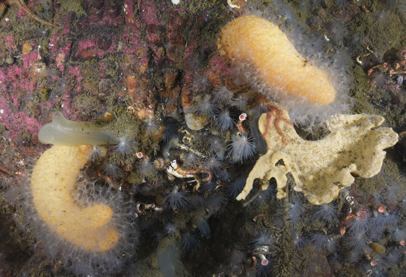 Scottish sea loch - Habitat Scenes