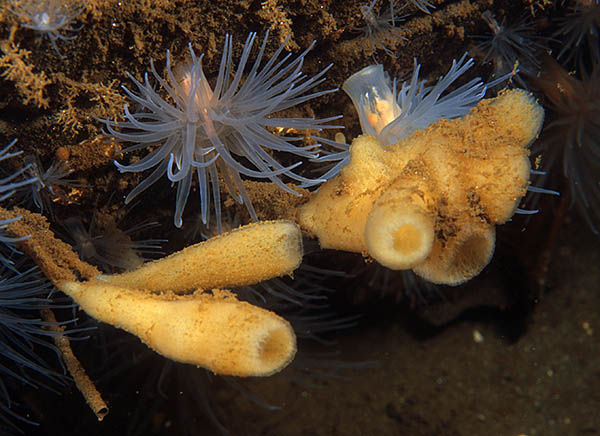 Haliclona urceolus - Sponges (Porifera)