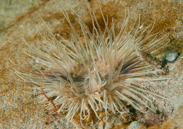 Sagartiogeton undatus - Anemones (Anthozoa)