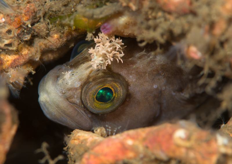 Chirolophis ascanii - Fishes – bony and cartilagous (Pisces)