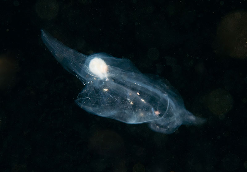 Salpa fusiformis TBC - Jellyfish and 'jelly-like' animals