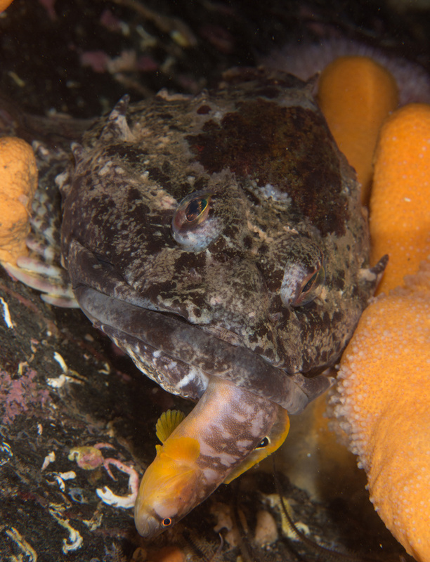 Myoxocephalus scorpius (with prey) - Fishes – bony and cartilagous (Pisces)