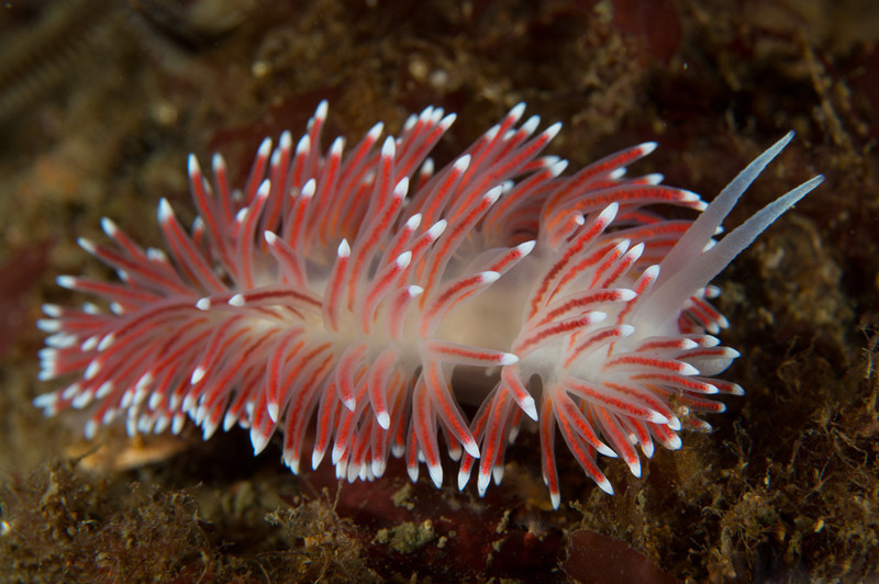 Carronella pellucida - Sea Slugs & Sea Hares (Nudibranchs etc)