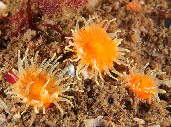 Balanophyllia regia - Corals (Anthozoa)