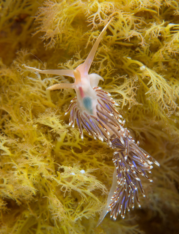Facelina auriculata - Sea Slugs & Sea Hares (Nudibranchs etc)